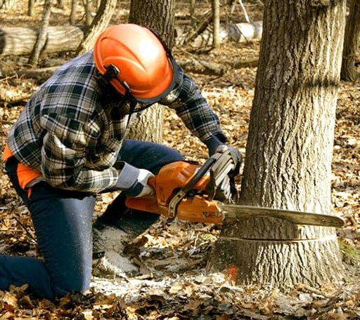 Tree Removal in Chambersville, PA